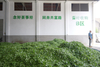 Chinese Gunpowder Green Tea 9371a Factory Cheap Tea in Bulk for Africa