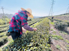 China Green Tea Gunpowder Tea 9501A Clean Gunpowder Morocco Spain